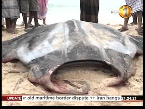 MTVsports Newsfirst 09.00PM News 24th May 2014