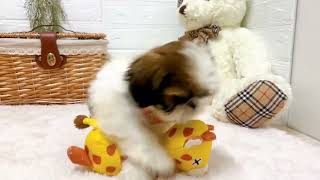 シーズーの動画02