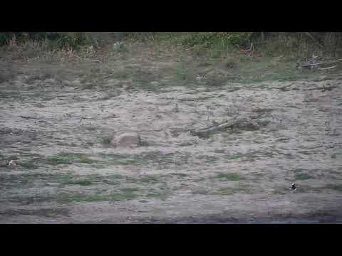 Djuma: Blacksmith Lapwing parent and chicks - 18:25 - 11/12/20