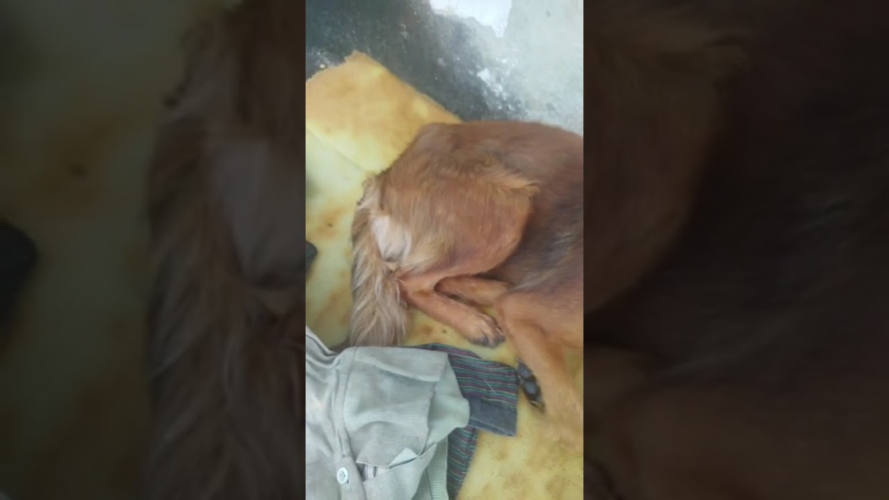 Abandoned with distemper needs rescue video