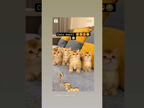 cats 😺😻😻😻😸