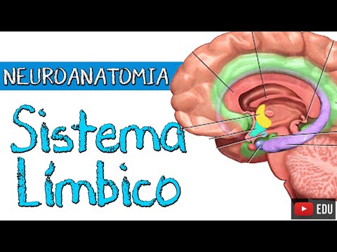 LIMBIC SYSTEM (Full Class) - Functional Neuroanatomy with Rogério Souza
