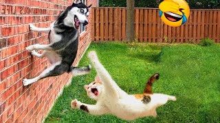 Try Not To Laugh 🤣 Funniest Cats and Dogs 2024 😹🐶 Part 19