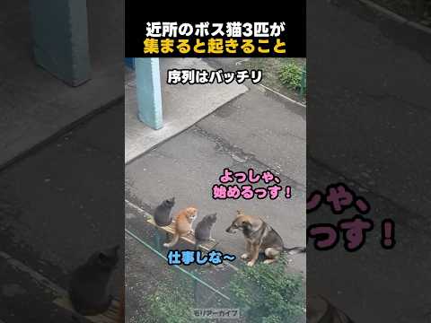 近所のボス猫3匹が集まると起きること