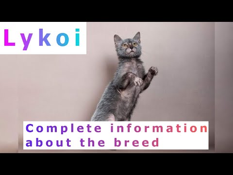 Lykoi. Pros and Cons, Price, How to choose, Facts, Care, History