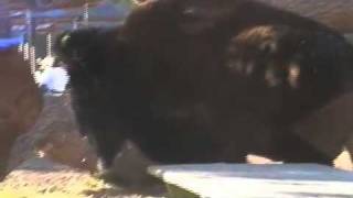 thanks-a-lot by dengue fever