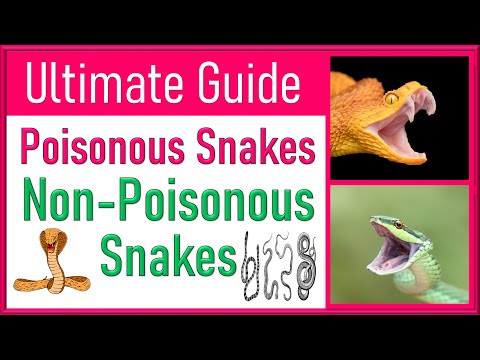 Difference Between Poisonous and Non-Poisonous Snakes: Venom vs Poison