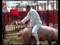 Штучное осеменение свиней в Дании. Современные технологии в внедряемые на ООО ...