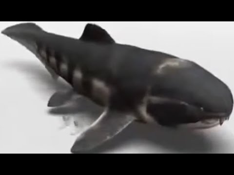 Prehistoric Assassins [2010] - Dunkleosteus Screen Time