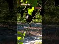 Turkey Hunting The Orange Groves Of Florida What States Are You Hunting Shorts Hunting Nature