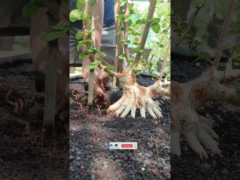 SANCANG PROSES PRES AKAR #bonsai #sancang #bonsaisancang #shorts #shortvideo #viralvideo
