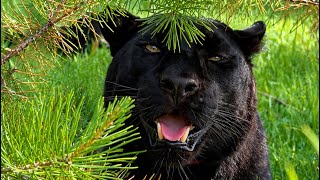 Luna the panther and Venza visited the swamps and looked at the cows 😁(ENG SUB)