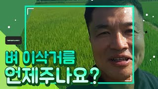 벼 이삭거름 주는 시기? 직접 줄기속 어린이삭을 찾아보아요!