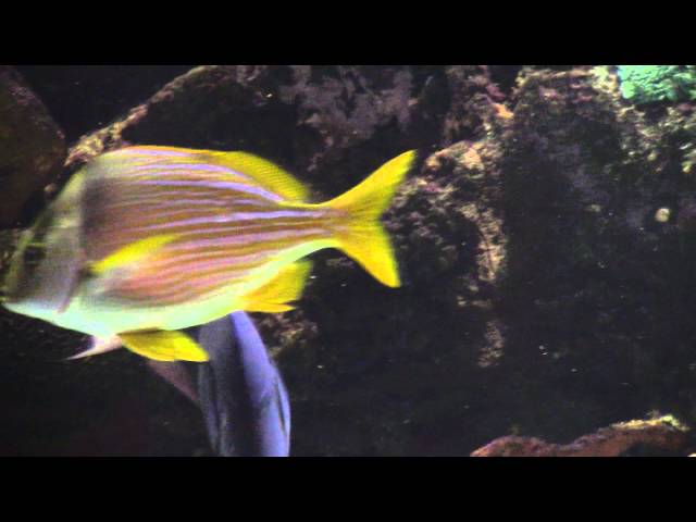 Tropical Fish in Mirage Aqaurium Las Vegas