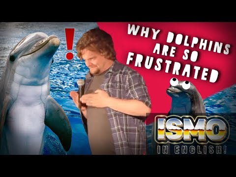 ISMO | Why Dolphins Are So Frustrated