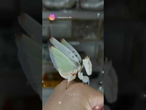 All About Insects for Children: Bees, Butterflies, Ladybugs, Ants and Flies for ... YouTube ·