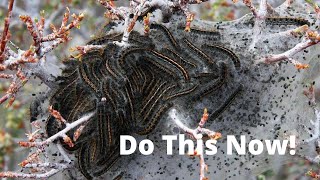 If You Have Tent Caterpillars in Your Yard, Do This...
