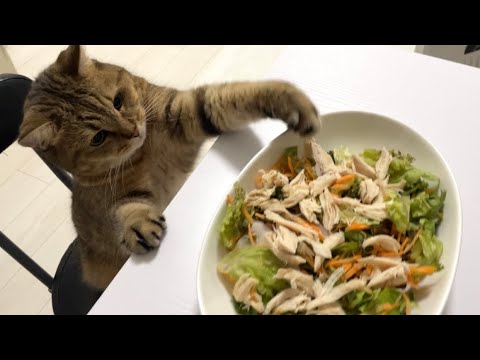 ママのごはんをこっそりと盗もうと挑戦する猫が面白すぎた…