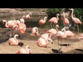 Pink Flamingos At The San Diego Zoo Safari Park