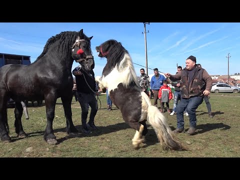 Targul de cai de la Avrig, Sibiu 19 Martie 2023 Nou!!!