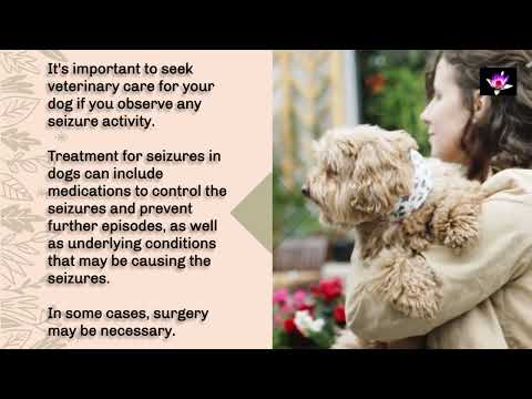 Dogs Having Seizures/Idiopathic Epilepsy. Must Watch Video!