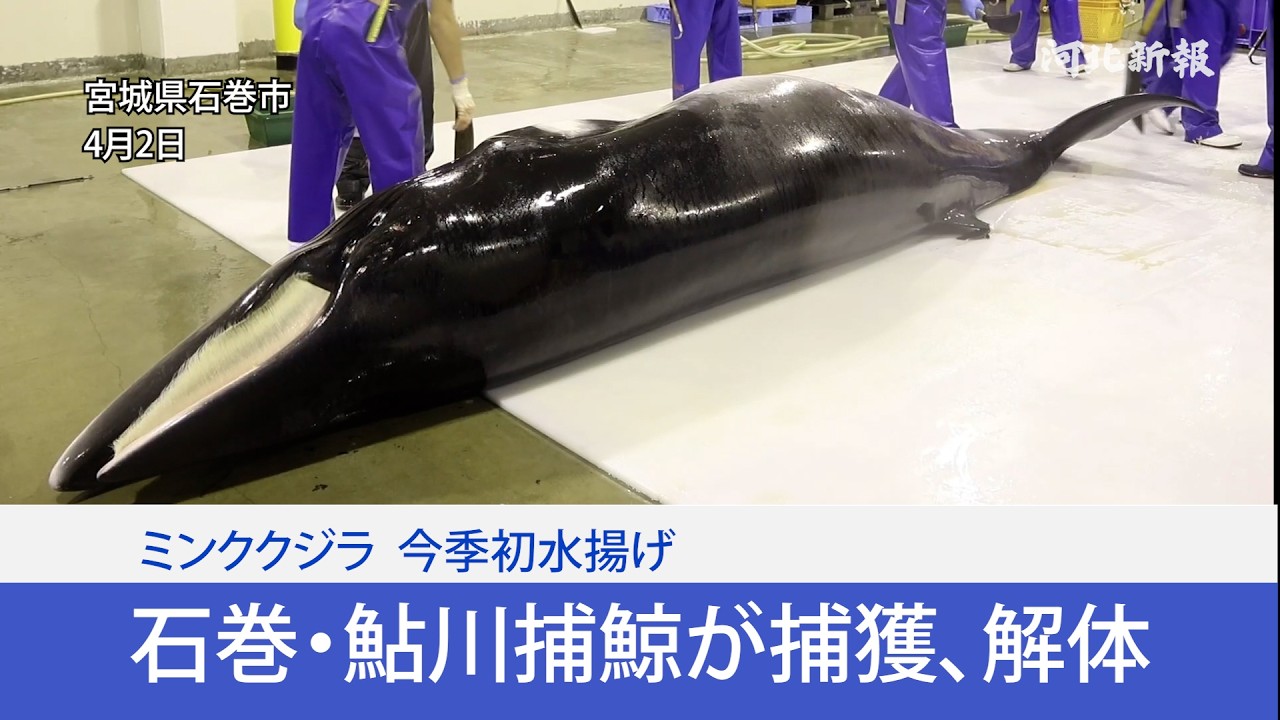 ミンククジラ今季初水揚げ