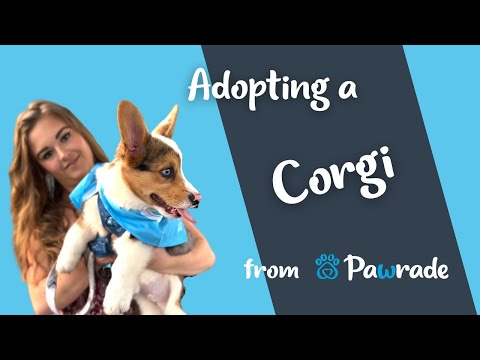 Pawrade Parent - Testimonial - Dallas the Corgi Puppy