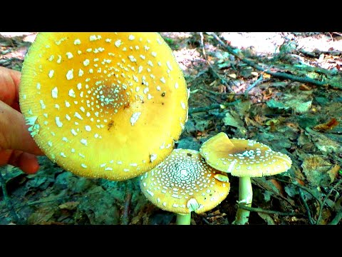 Topolov Djed & Otrovnice U Blizini