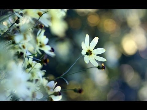 ☆ Láska trojdenní - Olympic [HD]