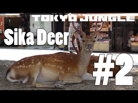 Tokyo Jungle - Sika Deer Survival Part  2