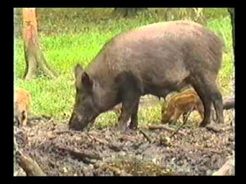 The Emotional World of Farm Animals