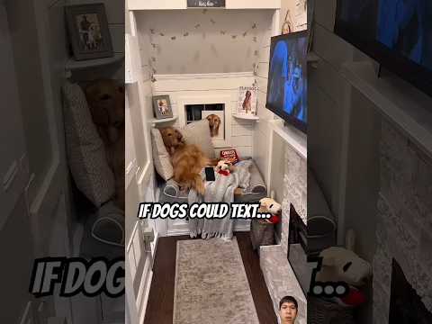 What a Dog Group Chat Would Actually L... #aguyandagolden