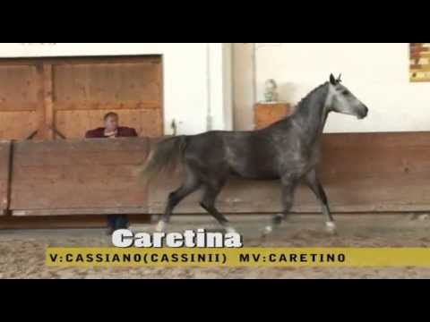 Sportpferd - Caretina 4-jährige Schimmelstute Holsteiner