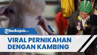 Fakta Viralnya Video Pernikahan Pria dengan Kambing Betina di Gresik, Pengunggah: Hanya Buat Konten