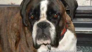 ( Stop Barking ) Dog Training stop  Excessive Barking