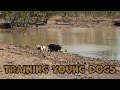 THE JOURNEY SERIES Ep2 Training Young Dogs