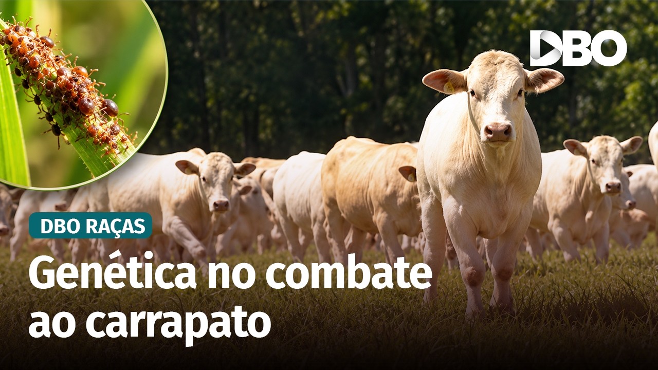Canchim: pesquisa busca bovinos mais resistentes ao carrapato