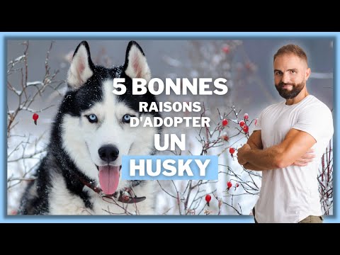 5 bonnes raisons d'adopter un Husky !