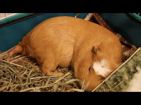 YouTube video about: Does guinea pigs sleep with their eyes open?