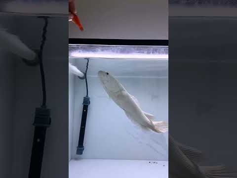 Meet the rare Snakehead, a fish like no other#snakeheadfish#snakehead#fish #shorts#aquarium#rarefish