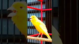 Download lagu SUARA burung kenari gacor panjang #birds #masterankenarigacor #canary #kenarigacor mp3 Download lagu SUARA burung kenari gacor panjang #birds #masterankenarigacor #canary #kenarigacor mp3