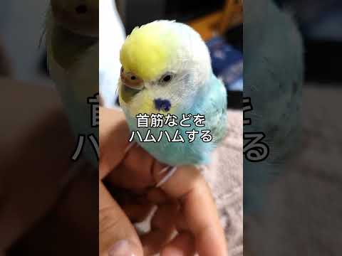 インコを飼いならす方法は？信頼を得る 4 つのヒントとコツ  庭園