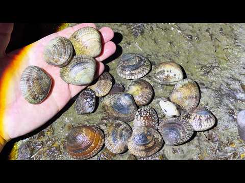 誰も知らない二枚貝たくさん掘って食べてみた
