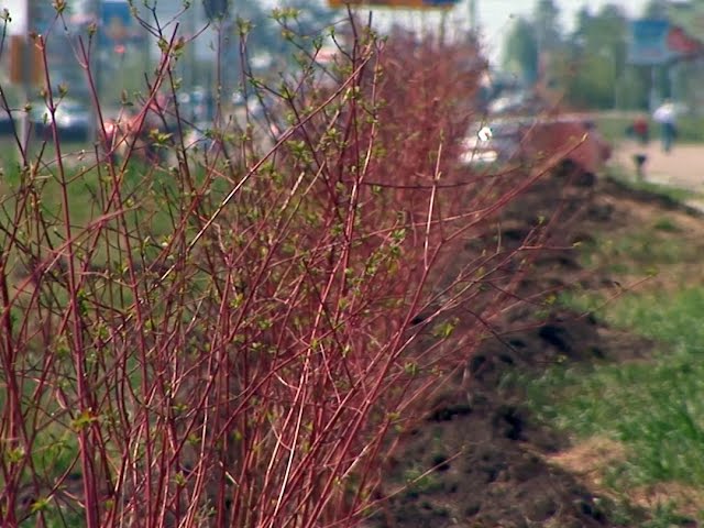Живая изгородь окутает проспект
