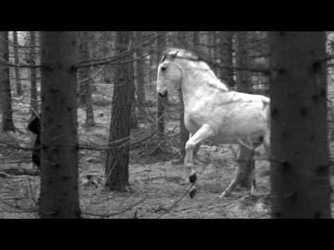 Mattias Alkberg - Knäve