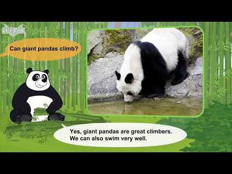 L2 026 Meet the Animals 26  Giant Panda