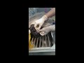 Cat Bite Abscess GRAPHIC VETERINARY SURGERY