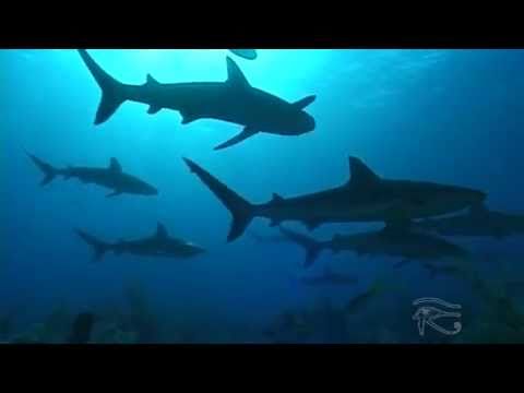 Aqualise - Nightwaves - Aquatribe trailer