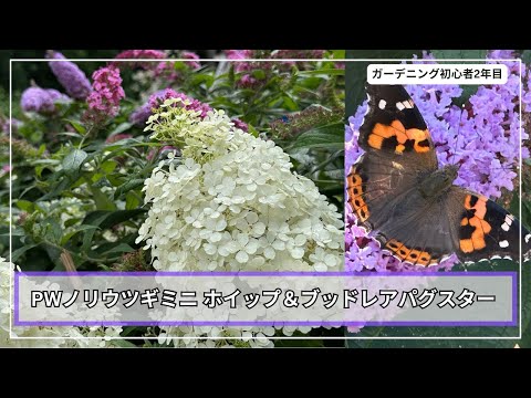互葉のブドリア 植物