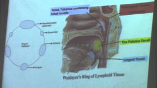 17-[Neck]Dr.Hossam Yahia 9-12-2015 (Rest of Nasopharynx till Nasal cavity